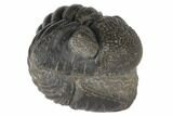 Wide, Enrolled Pedinopariops Trilobite - Mrakib, Morocco #125102-4